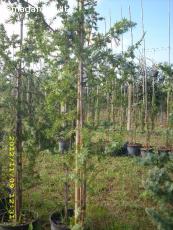 Albero Sempreverde - Ginepro Coccolone