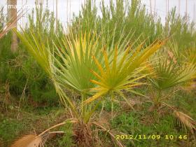 Albero Sempreverde - Palma