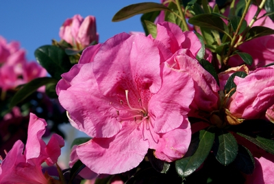 Come curare le Azalee