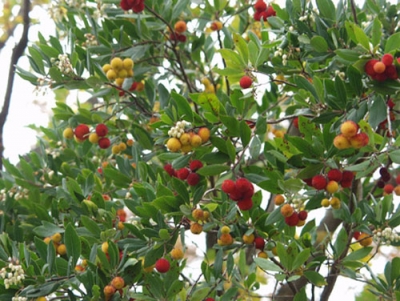 Arbusto Sempreverde - Il Corbezzolo