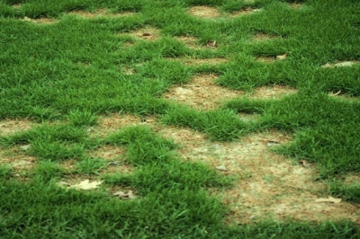 Malattia del Prato: Marciume grigio delle nevi