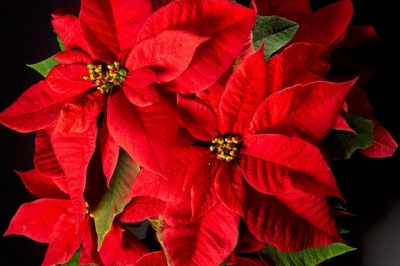 La stella di Natale (Euphorbia pulcherrima)