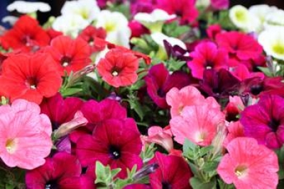 Come curare le Surfinie