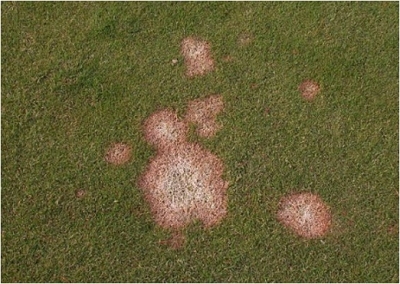 Malattia del prato: Marciume rosa invernale