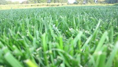 Il Tappeto Erboso o Prato Pronto