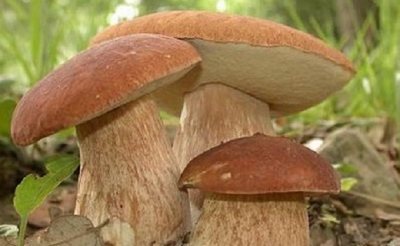 Raccolta funghi in Molise