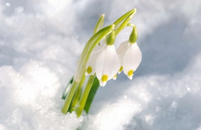 Pianta invernale: Il Bucaneve 