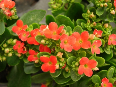 La Kalanchoe