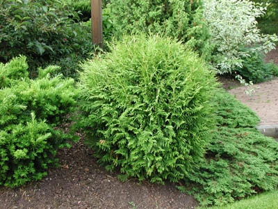 Albero Sempreverde - Thuja