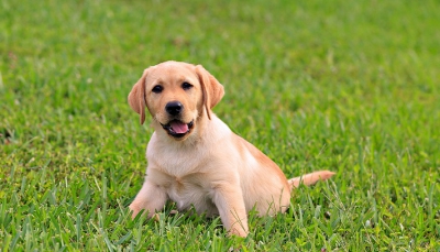 La pipì dei cani può rovinare il prato?